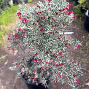 Grevillea lavandulacea 'Penola' live plant 1ft ship in 1 gallon pot image 3