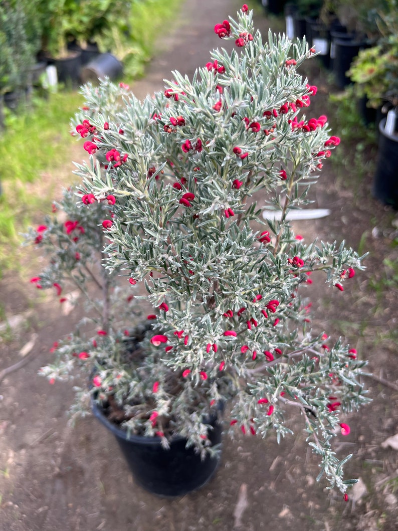 Grevillea lavandulacea 'Penola' live plant 1ft ship in 1 gallon pot image 3