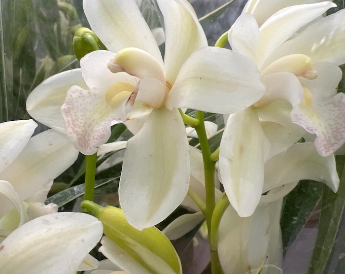 White Orchid Cymbidium- 2 Feet Tall - Ship in pot