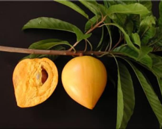 Canistel -  1 Plant - 2 to 3 Feet Tall - Ship in 3Gal Pot