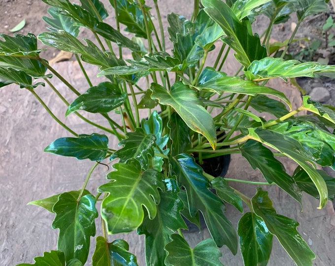 Philodendron ‘Xanadu’ Live Plant  Ship in 6" Pot
