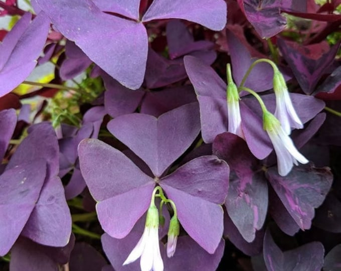 Oxalis Ebony Ellure Live Plant 3” cup