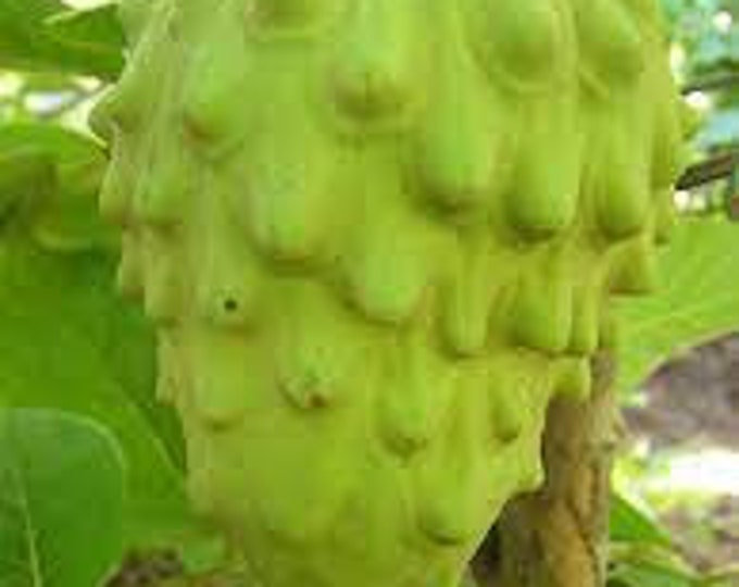 El Bumpo Cherimoya - 1 Plant - 1 Feet Tall - Ship in 6" Pot