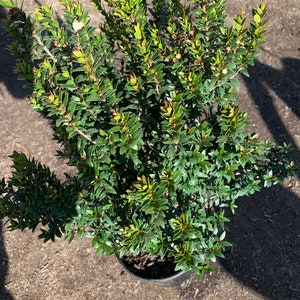 Myrtus Communis Compacta 1 live Ship in 6 Pot image 3