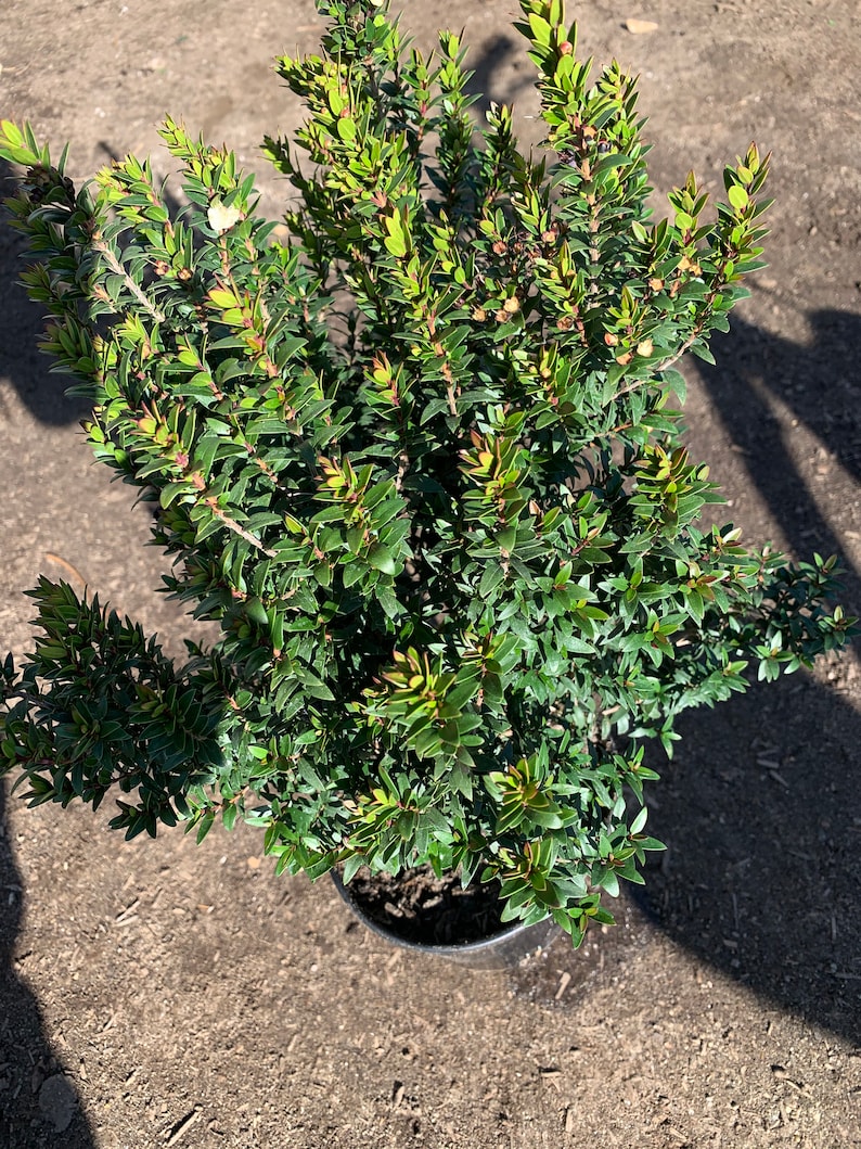 Myrtus Communis Compacta 1 live Ship in 6 Pot image 3