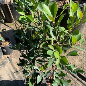 Ficus Nitida 1 Live Plant Ship in 6 Pot image 1