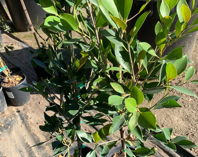 Ficus Nitida 1 Live Plant  Ship in 6" Pot