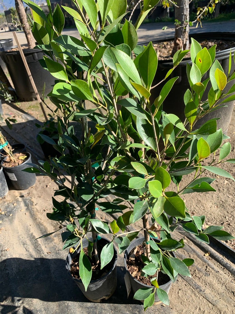 Ficus Nitida 1 Live Plant Ship in 6 Pot image 1