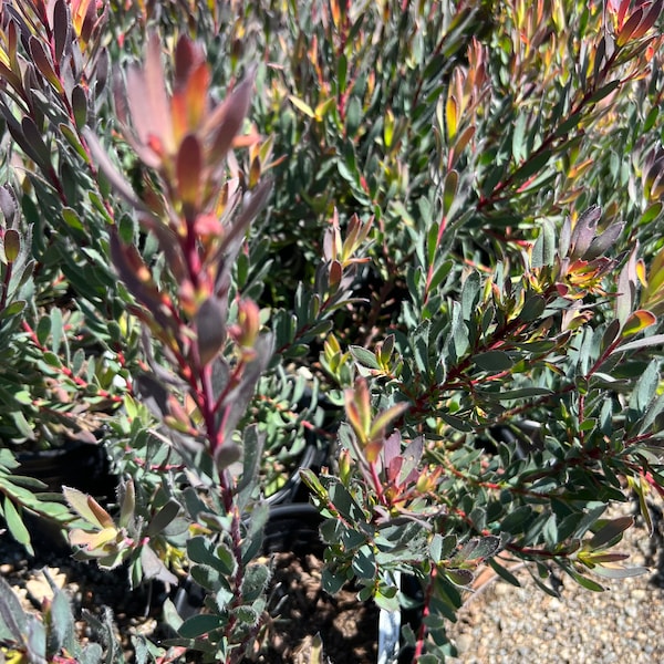 Leucadendron 'Afterburner'- live plant 1ft tall ship in 6” pot