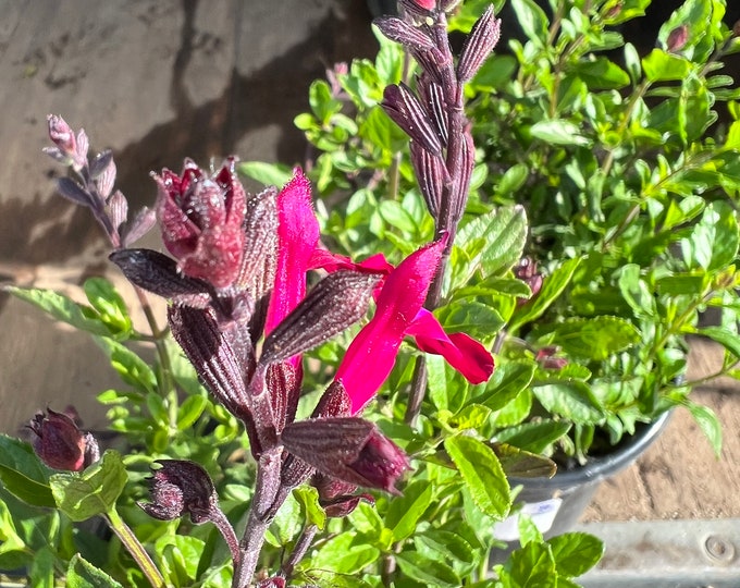 Salvia microphylla x greggii brilliant- 1-2ft tall ship in 1gal pot