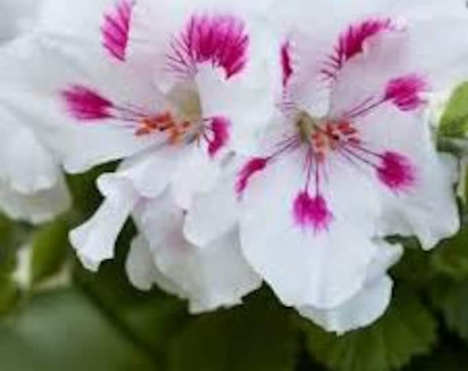 Geranium MW Elegance Royalty White - 1 ft tall, ship in 6” pot