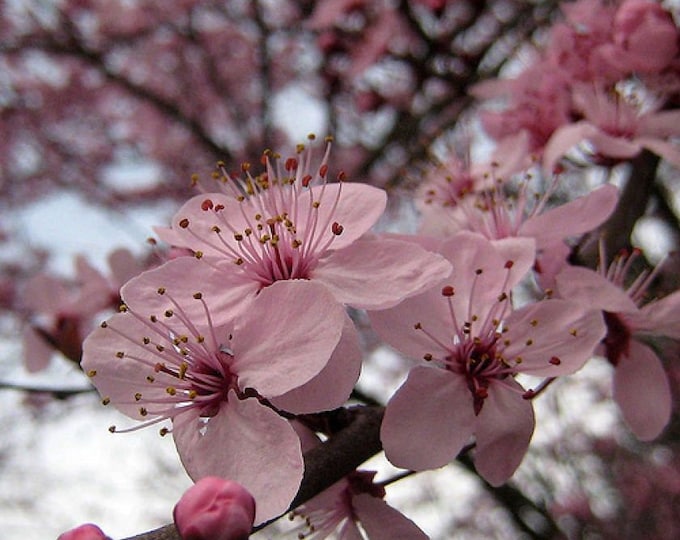 Prunus cerasifera 'Purple Pony'  - Purple Pony Flowering Plum- 2 to 3 Feet Tall - Grafted Tree - Ship in pot