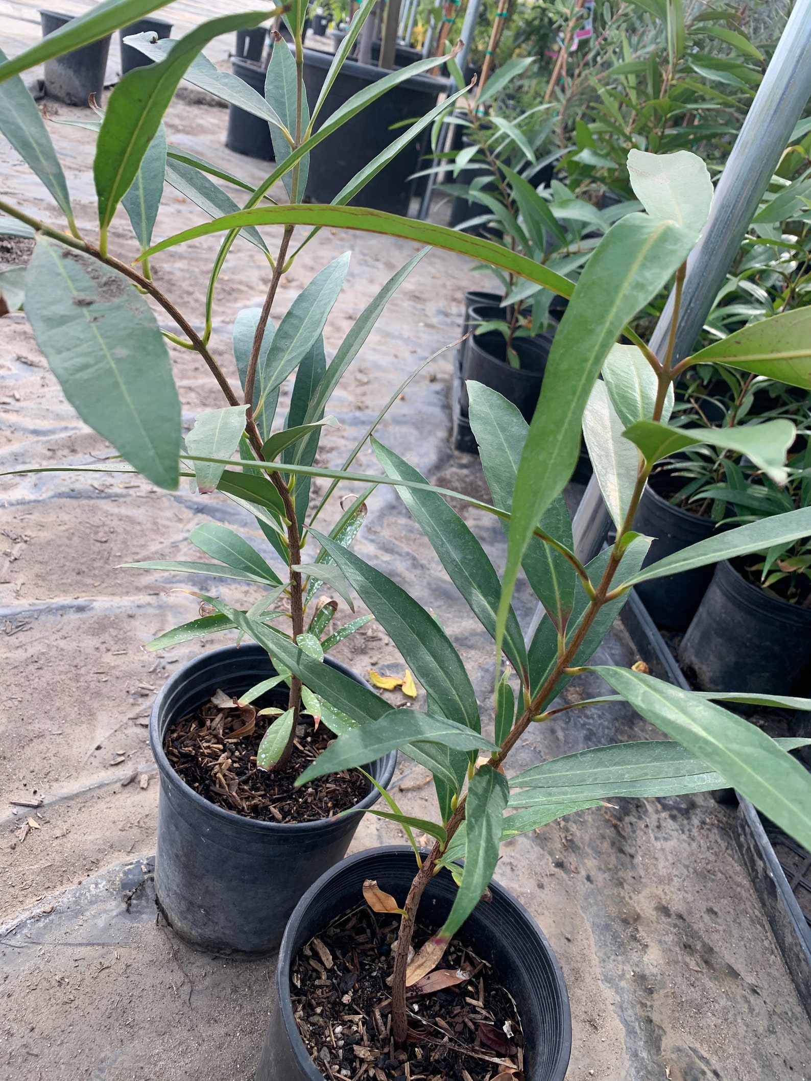 Rose Apple ( Syzygium Jambos) Live Plant, 1 Feet Tall Ship in 6