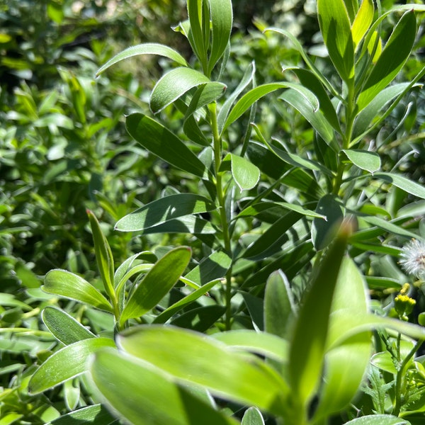 Leucadendron Safari Gold-strike- live plant 1ft tall ship in 6” pot