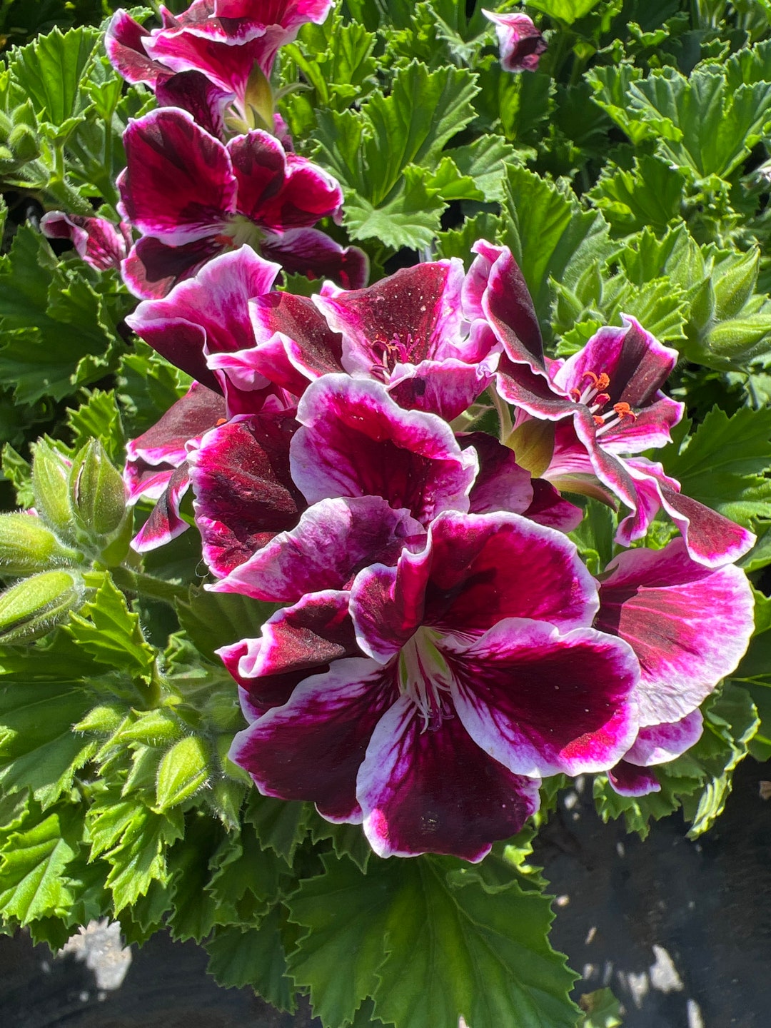 Elegance Imperial Geranium-live Plant 1ft Tall, Ship in 6 Pot - Etsy