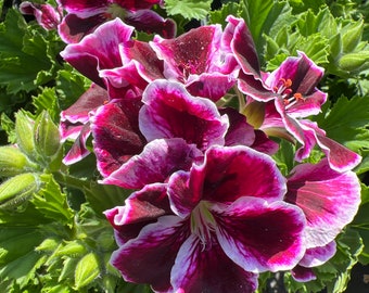 Elegance Imperial Geranium-Live Plant 1ft tall, ship in 6” pot