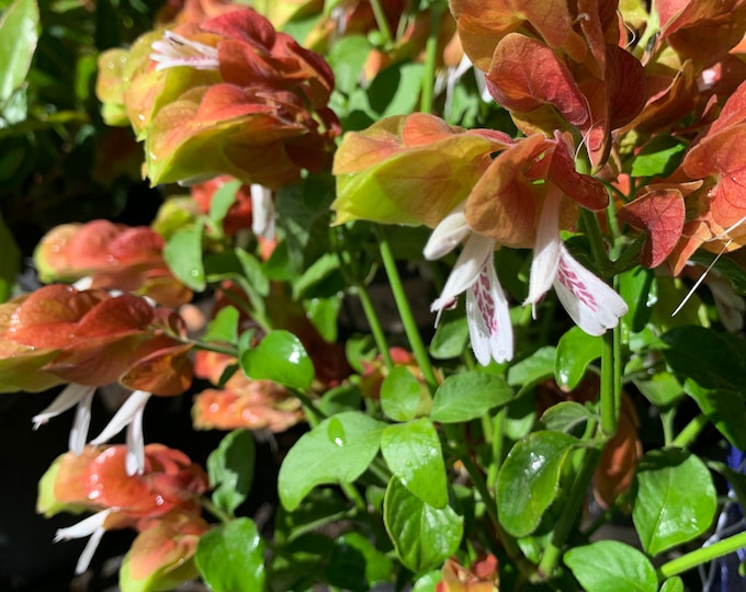 Shrimp Plant - live plant 1 ft tall ship in 6” pot
