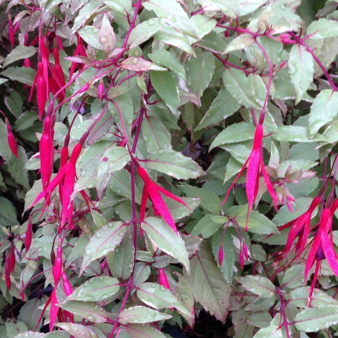 Fuchsia Magellanica 'versicolor' Live Plant 6 Pot - Etsy
