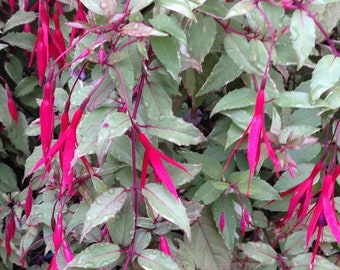 Fuchsia Magellanica ‘Versicolor’  Live Plant 6” Pot