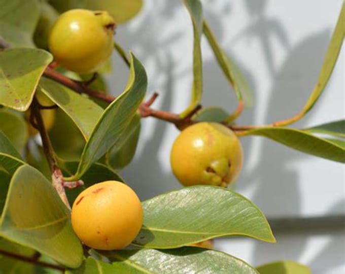 Lemon Strawberry Guava - 2 to 3Feet Tall - Ship in 3Gal Pot