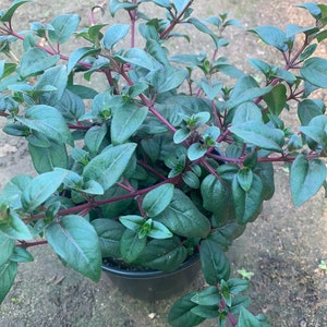 Fuchsia Blue Eyes 1 Live Plant 1 Gallon Pot image 2