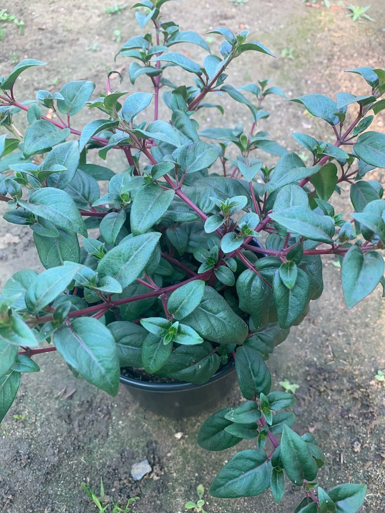 Fuchsia Blue Eyes 1 Live Plant 1 Gallon Pot image 2