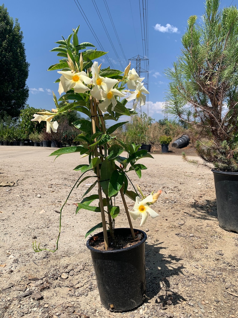PlantNation111 Mandevilla Sun Parasol - Thumbnail 3