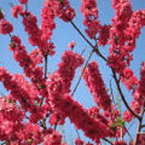 Peach 'Red Baron' - 2 to 3 Feet Tall  - Ship in 3gal pot