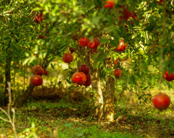 Wonderful pomegranate -3 to 4  Feet Tall - Ship in 3Gal Pot