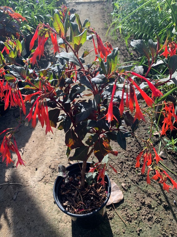 Fuchsia 'gartenmeister Bonstedt' Live Plant 1ft Ship in 6” Pot - Etsy