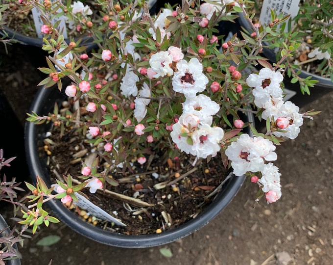 Leptospermum Pink Pearl 1 feet tall  Ship in 6" Pot