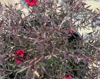 Leptospermum 'Ruby Glow' se envía en maceta de 6"