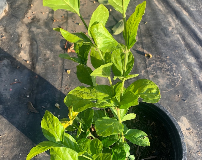 Sambac Jasmine Double Flower  Ship in 6" Pot