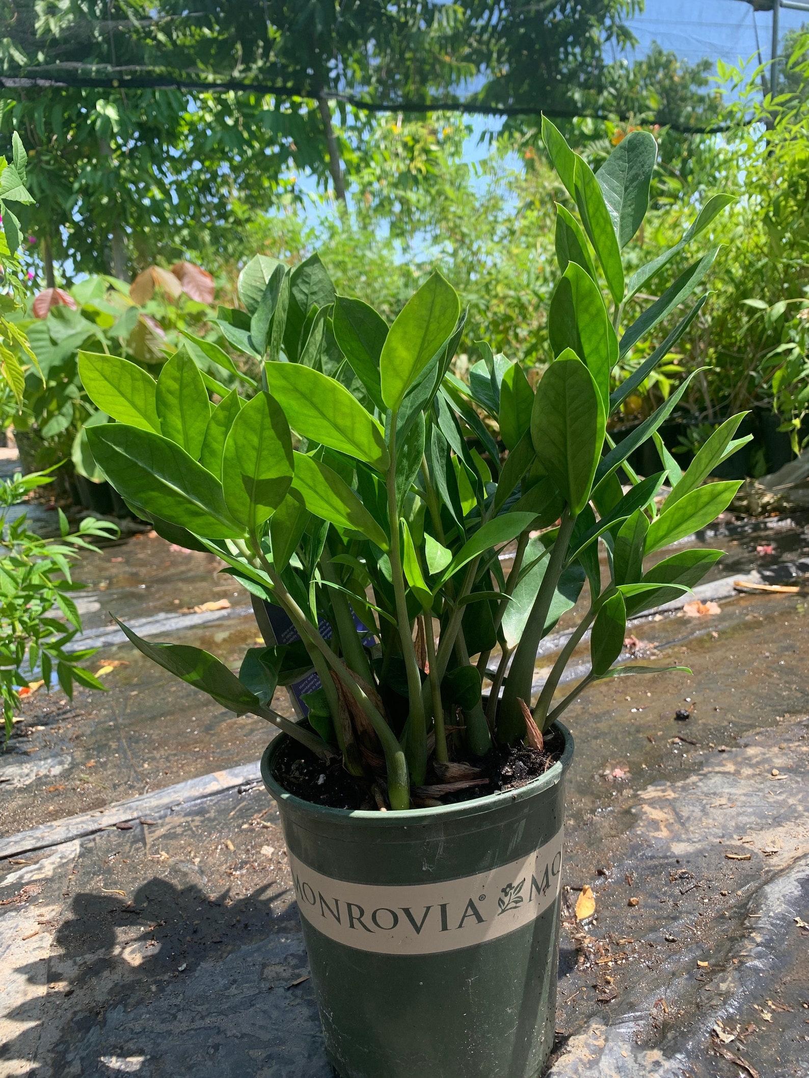 Lucky Zz Plant Live Plant 1ft Tall in 6 Pot Etsy