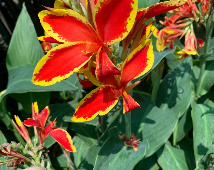 Canna ‘Lucifer’ 1 Live Plant 6”Pot