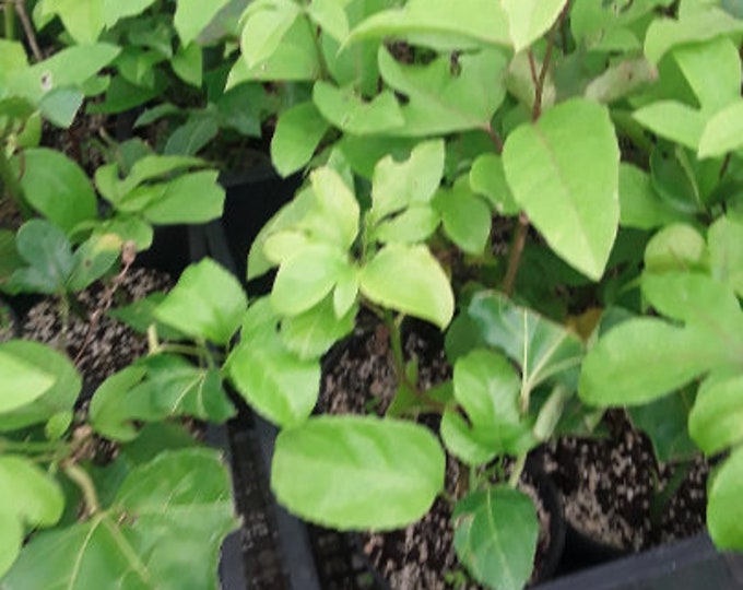 Yellow Passion Fruit - 1 starter - 4" to 8" Tall - Ship in 3" Pot