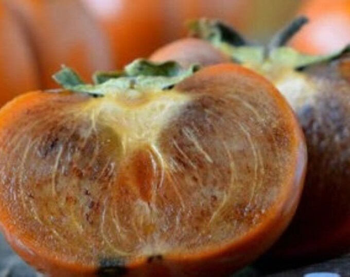 Maru Persimmon - 3 to 4 Feet Tall - Bigger Trunk - Ship in 3 Gal Pot