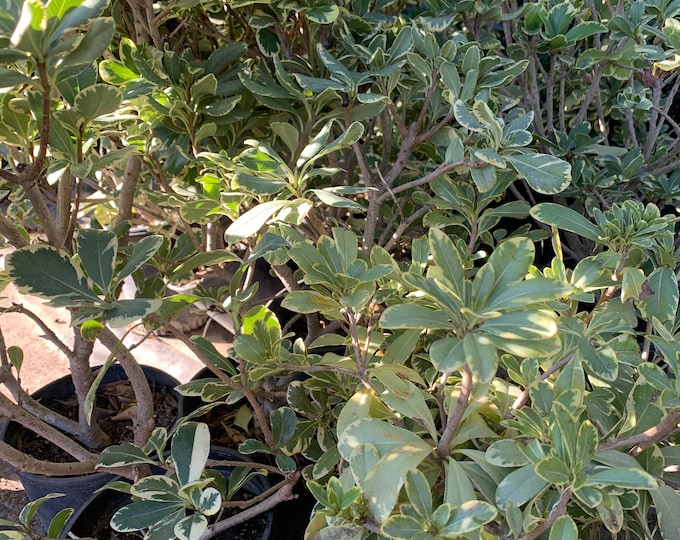 Tobira Variegated  1 to 2 Feet Tall -  Ship in 3Gal Pot - Pittosporum tobira ‘Variegata’