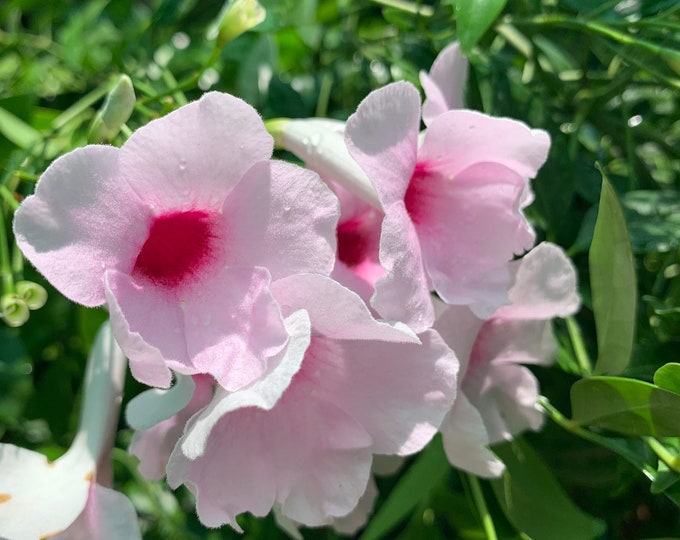 Pandorea Jasminoides Rosea - Live plant 2 ft in 6” pot.
