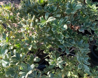 Tobira Variegated  Ship in 6" Pot