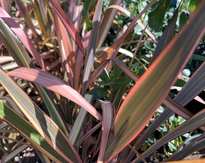 Phormium ‘ assorted ’ 1 feet tall-ship in  Ship in 6" Pot