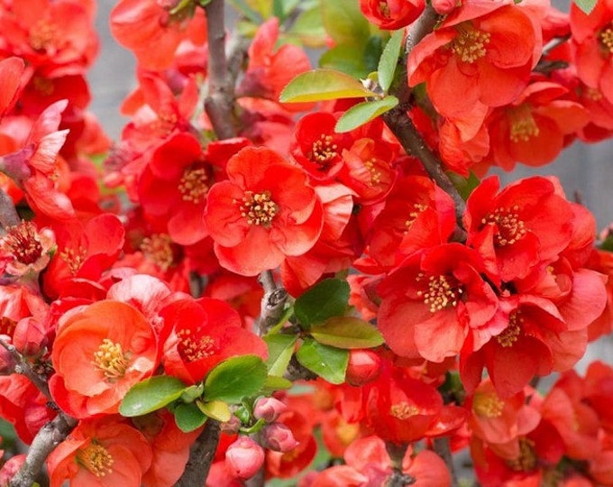 Texas  Chaenomeles quince- 3gal ship in 1 gal pot