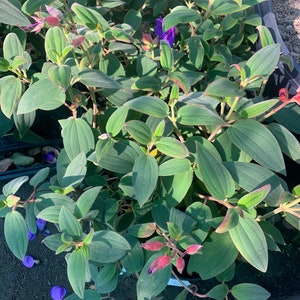 May include: A close-up of a plant with green leaves and purple flowers. The leaves are oval-shaped and have a slightly fuzzy texture. The flowers are a vibrant purple color and have delicate, thread-like stamens. The plant appears to be healthy and well-cared for.