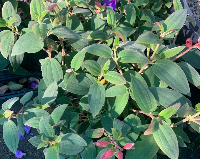 Princess Flower-Tibouchina Urvilleana 1 feet tall Ship in  Ship in 6" Pot