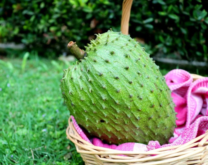 Soursop - guanabana -  1 feet tall - ship 6" pot