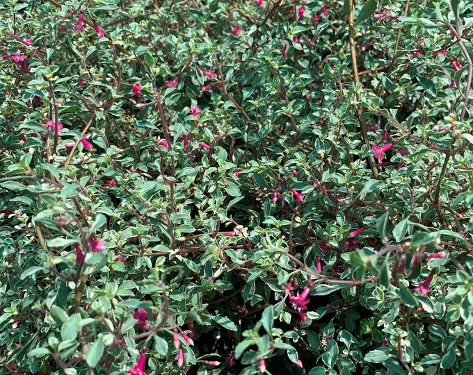Fuchsia Thymifolia ‘Variegata’ 1 Live Plant 6” Pot