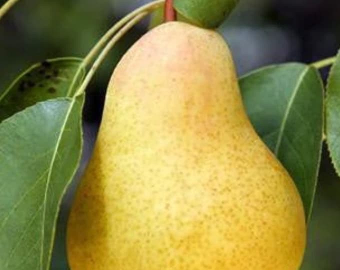 Pear ‘Keiffer’- 2Feet Tall ship in 1gal pot