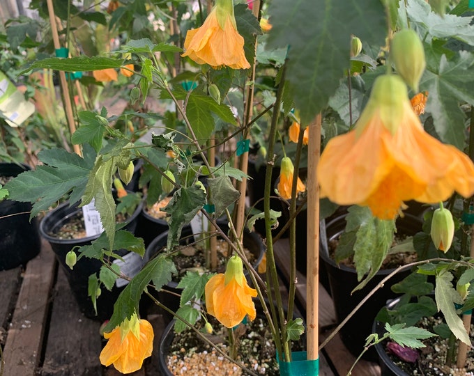 Abutilon ‘Frieda’ 1 feet tall 1 gallon pot