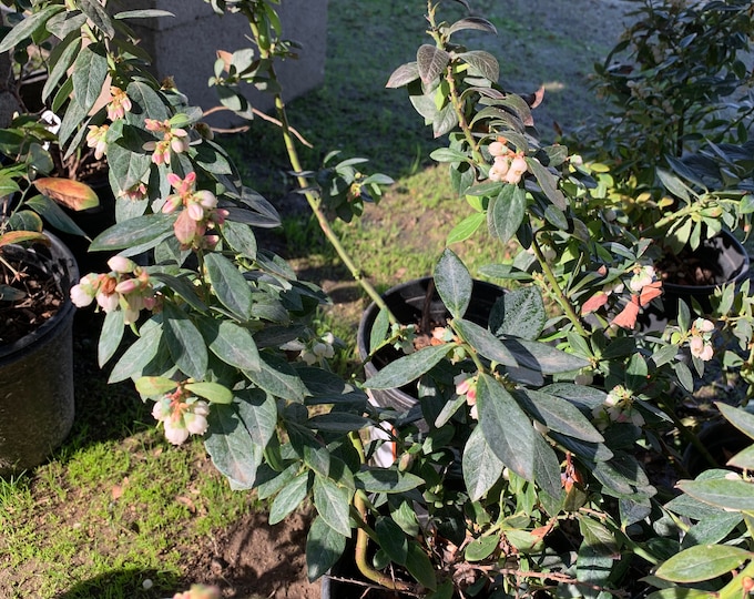 Blueberry (Vaccinium ‘Sunshine Blue’)  Ship in 6" Pot