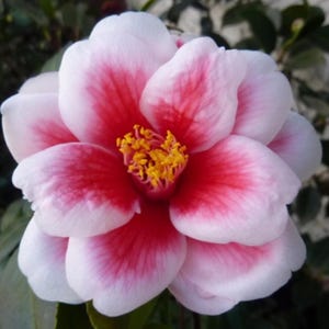May include: A close-up of a camellia flower with white petals edged in pink and a vibrant red center. The flower's center features a cluster of yellow stamens, creating a striking contrast. The petals are layered, showcasing the flower's intricate design.